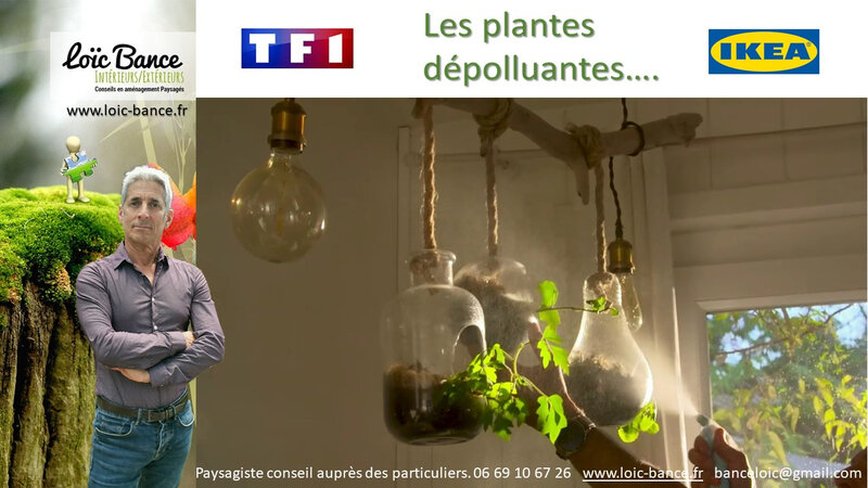 Paysagiste Bayonne Plantes depolluante dans nos interieurs avec  TF1 et IKEA. Vido.