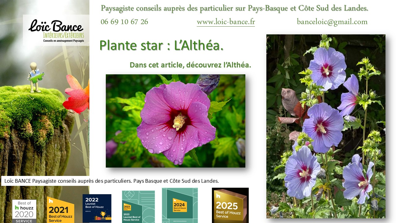 Fiche technique de l'Alth�a Hibiscus Bayonne Paysagiste 
